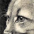 cougar eye