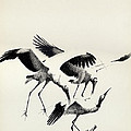 Cranes